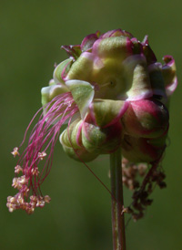 Salad Burnet