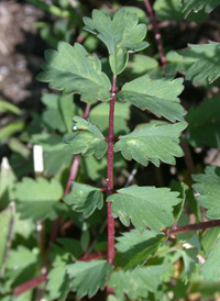 Salad Burnet