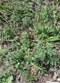 Salad Burnet