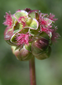 Salad Burnet