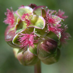 Salad Burnet