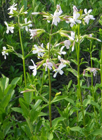 Common Soapwort