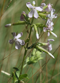 Common Soapwort