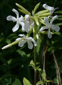 Common Soapwort