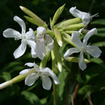 Common Soapwort Common Soapwort
