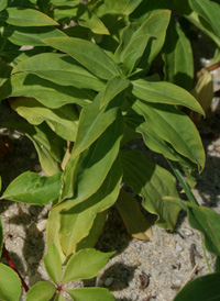 Common Soapwort