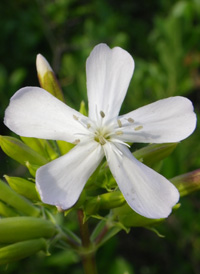 Common Soapwort