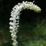 Lizard's-tail Lizard's-tail