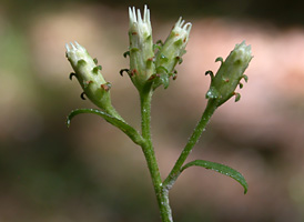 Toothed White Aster