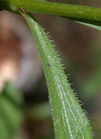 Toothed White Aster