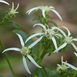 Toothed White Aster Toothed White Aster