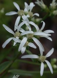 Narrow-leaved White Aster