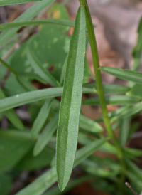 Narrow-leaved White Aster