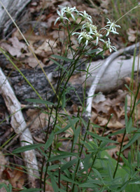 Narrow-leaved White Aster