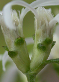 Narrow-leaved White Aster