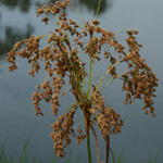 Wool-grass Wool-grass
