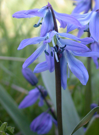 Siberian Squill