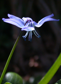 Siberian Squill