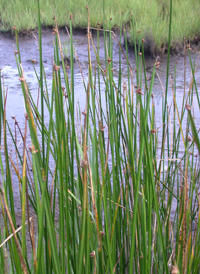 Olney's Bulrush