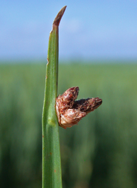 Olney's Bulrush