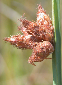 American Bulrush