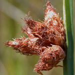 American Bulrush