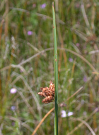 American Bulrush