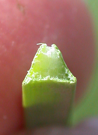 American Bulrush