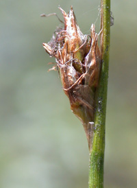 Water Bulrush