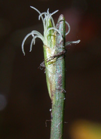 Water Bulrush