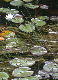 Water Bulrush