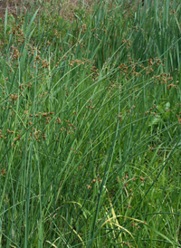 Soft-stemmed Bulrush