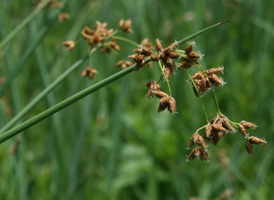 Soft-stemmed Bulrush