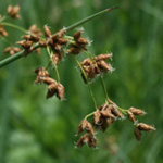 Soft-stemmed Bulrush Soft-stemmed Bulrush