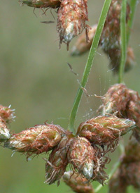 Soft-stemmed Bulrush