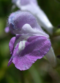 Hyssop Skullcap