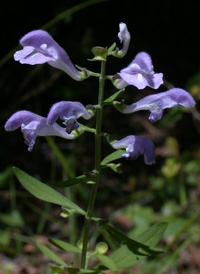 Hyssop Skullcap