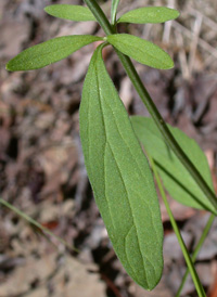 Hyssop Skullcap