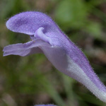 Hyssop Skullcap