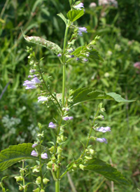 Blue Skullcap