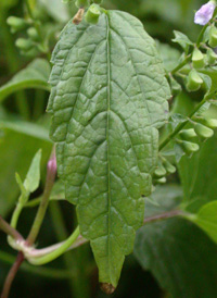 Blue Skullcap