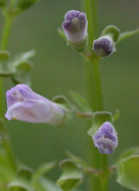 Blue Skullcap