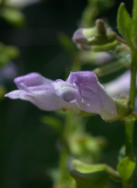 Blue Skullcap