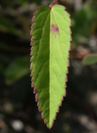 Prickly Wireweed