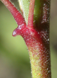 Prickly Wireweed