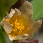 Prickly Wireweed