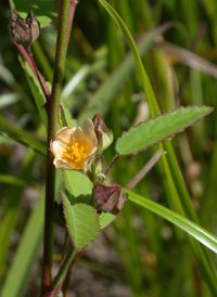 Prickly Wireweed