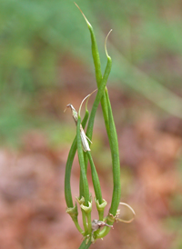 Crown Vetch