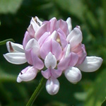 Crown Vetch Crown Vetch