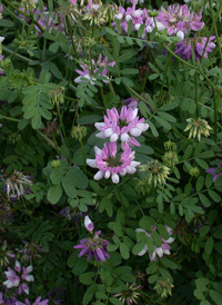 Crown Vetch